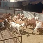معزا ماعز مشروطه للبيع