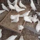 حمام فرنسي