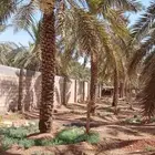 نخل برحي
