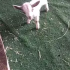 ماعز القزم