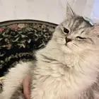 قط ضائع
