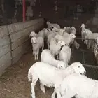 طليان حري