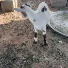 ماعز قزم