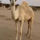 بكره