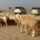 غنم حرية مراح واحد حرش طيبه 69 تحتها 5