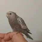كروان _كوكتيل