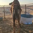 فاطر للبيع