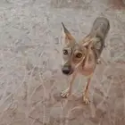 ذيب
