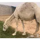 ضرايب مغاتير طيبه ومنتجه منوة القناي