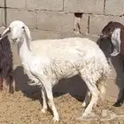 نعجتين حريات