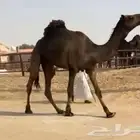 مجهم بعير كفو جدا جذع وسليم العذاريب