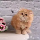 مندوب توصيل