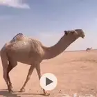 جذعه شعلا طيبة
