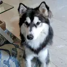 كلب للبيع هاسكي