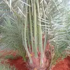 نخل واشنطن نخل عربي جميع المقاسات
