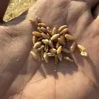 تبن قمح