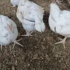 سلام عليكم يوجد لدي دجاج طيب لحم سعره على 605