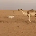 عشرا شقحا تحتها بكره سنها اول ولده بنتها وشرط هديه