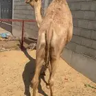 بكره فل الفل جداجدا