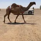 للبيع الصفراء