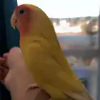 زوج روز اليف متكلم