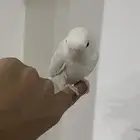 روز