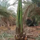فسايل نخل روثان وعجوه وصفاوي (اصنا) وعنبره - محافظة العيص