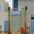 نخيل واشنطني زينه