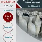 خرفان حريه شرط