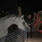 حصان الاسم وهاج العمر من أربع إلا ثلاثا احصان زين ومشالله