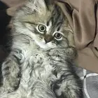 قطط صغيره للبيع