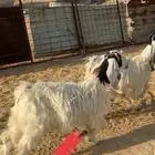 جفره جذعه البيع
