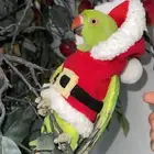 للبيع ببغاء درة جميل واليف لطيف