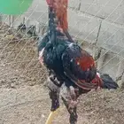 سلام عليكم عرض ديك شامو ياباني عمر تقريبا 6شهر طول 3 بلكات