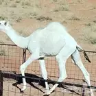 قعود طيب للبيع