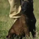 كلاب مالينو شربوني