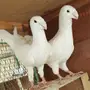 جوز هومر للبيع 