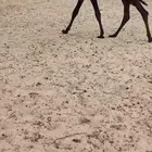 عرض قعود نادر شكل