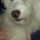 كلب مالتيز
