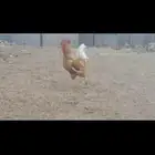 صوص تركي صافي