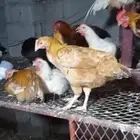 صيصان دجاج تركي بيور