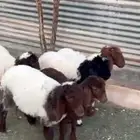 دواغير و بهم تربية نعيم