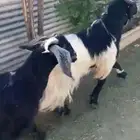 تيوس فحول
