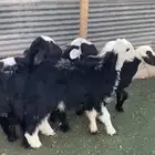 بهم تربية طيب