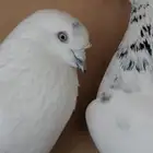 حمام الباكستاني