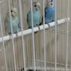 عصافير للبيع مع القفص