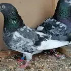 حمام جوز الباكستاني