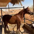 فرس للقاح خط جمال