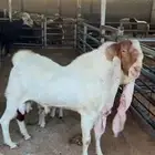 للبيع فحل هولندي خصم