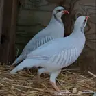 حجل سلفر نوادر